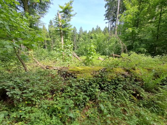 Stolberger Wald